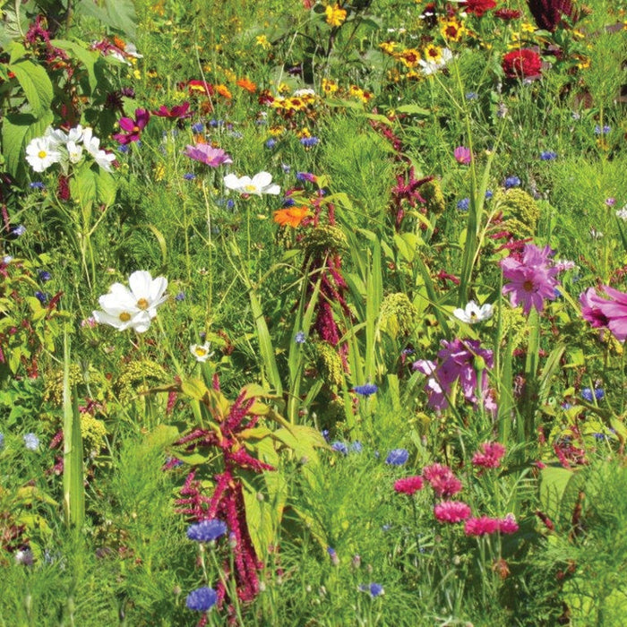 RHS Shake and Sow Flowers for Birds