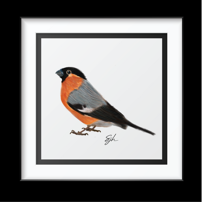 Bullfinch Art Print