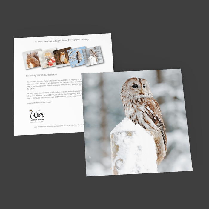 Christmas Wildlife Pack of 10 Cards