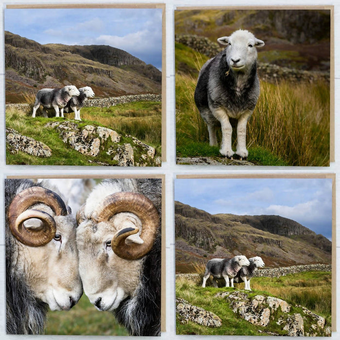 Herdwick Sheep Collection Greeting Cards Pack