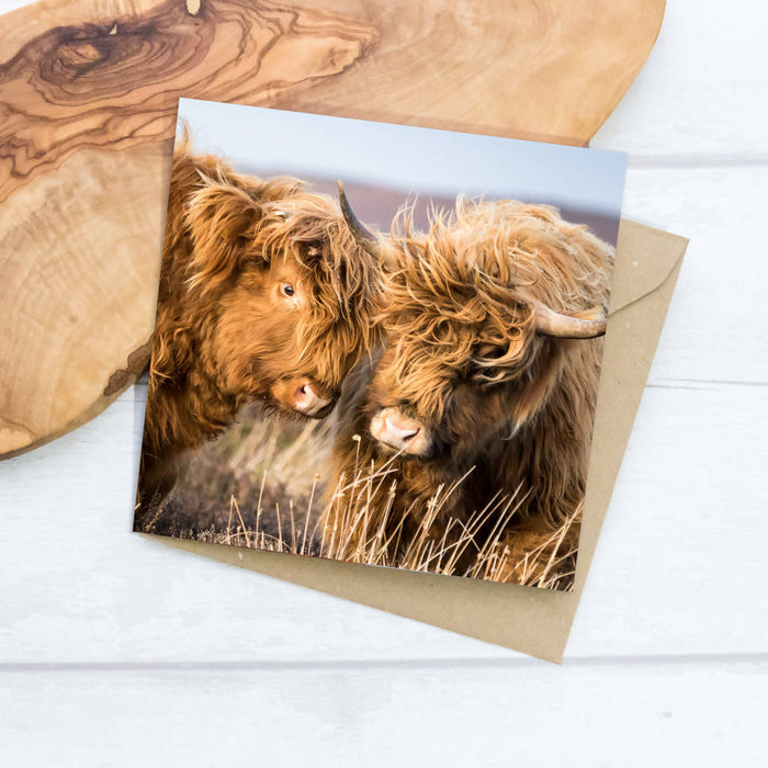 Windswept Highland Cows Greeting Card