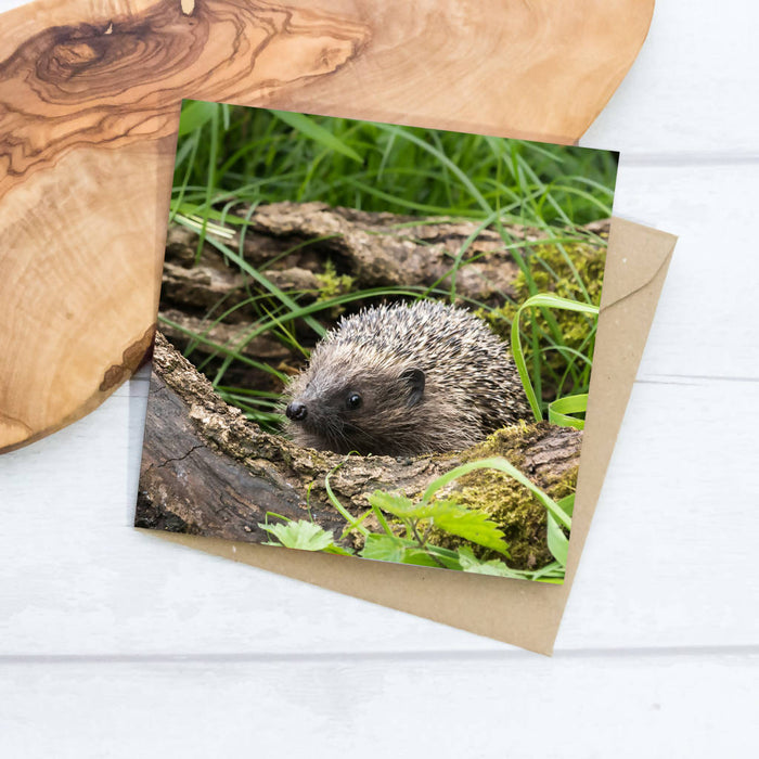 Hedgehog Greeting Card