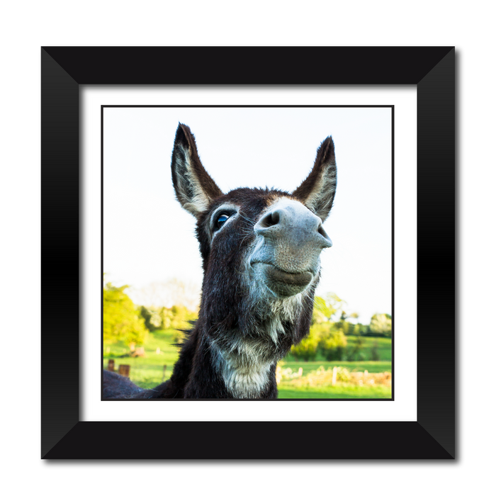 Cheeky Donkey Framed Print