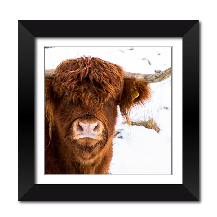 Highland Cow Framed Print
