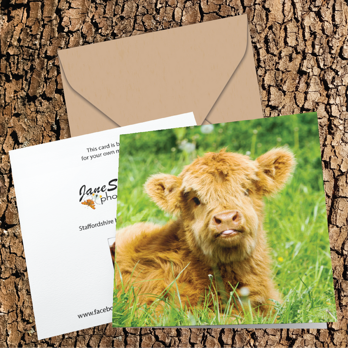 Baby highland cow sticking his tongue out! Greeting Card