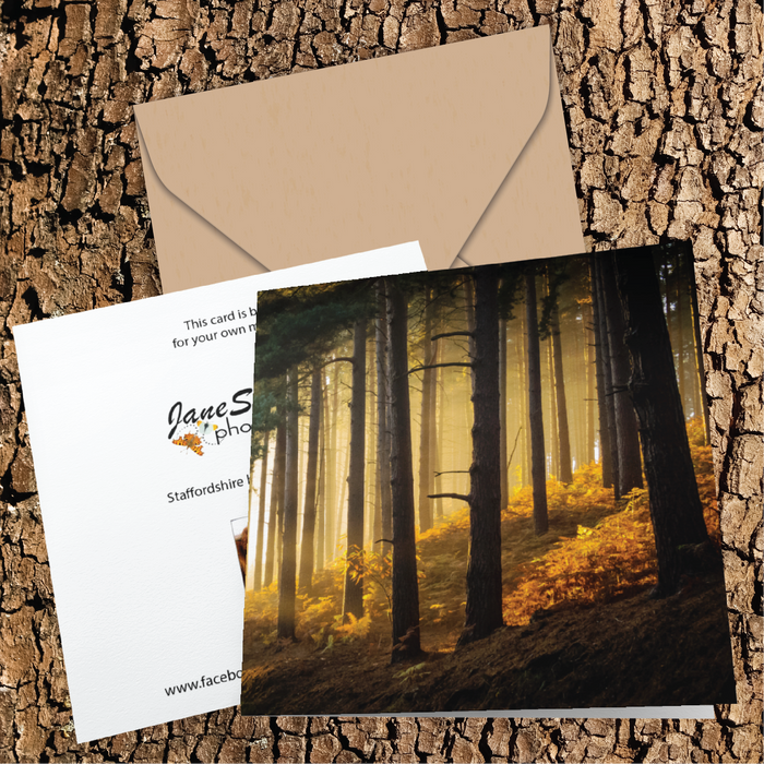 Evening sunlight beaming through woodland Greeting Card