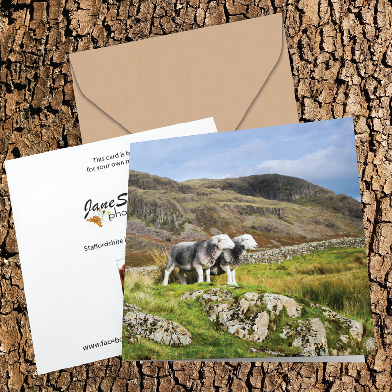 Herdwick sheep on the Cumbrian fells Greeting Card