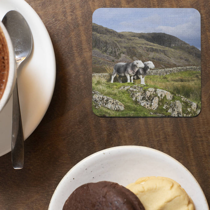 Herdwick Sheep on the Cumbrian Fells Coaster