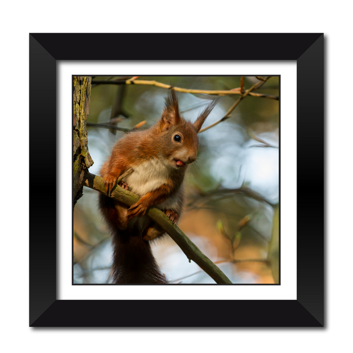 Red Squirrel with Nut Framed Print