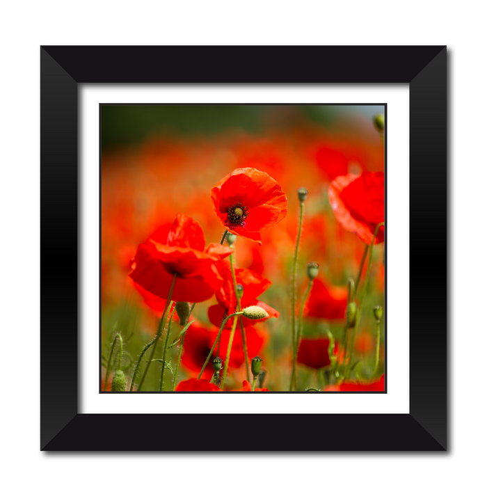 Remembrance Poppy Framed Print