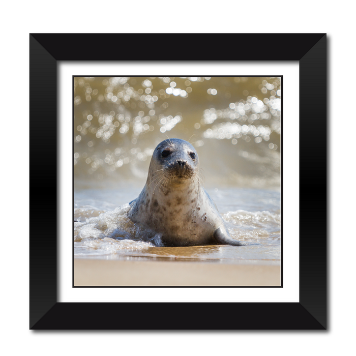 Grey Seal Pup Framed Print