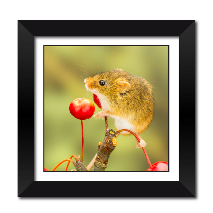 Harvest mouse on ornamental apples Framed Print