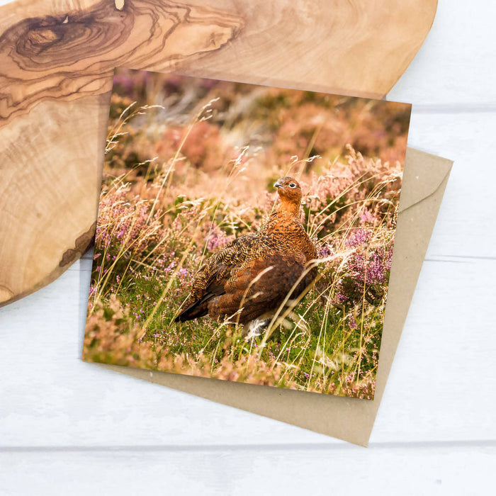 Red Grouse Greeting Card