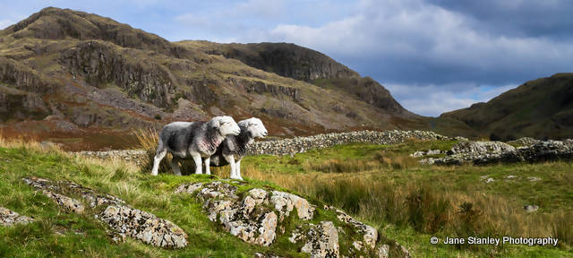 Herdwick Sheep on the Cumbrian Fells Mug