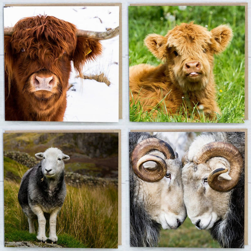 Highlands and Herdwicks Collection Greeting Cards Pack