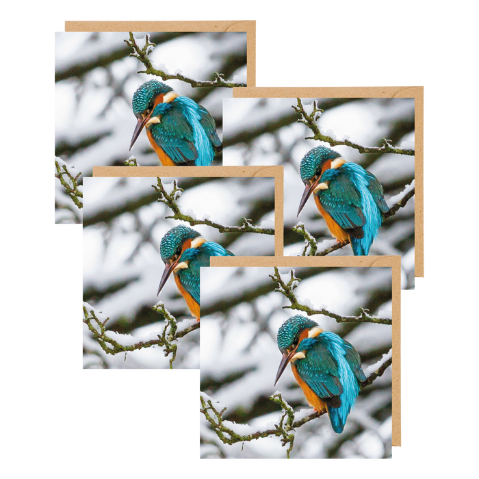 Winter Kingfisher Greetings Cards