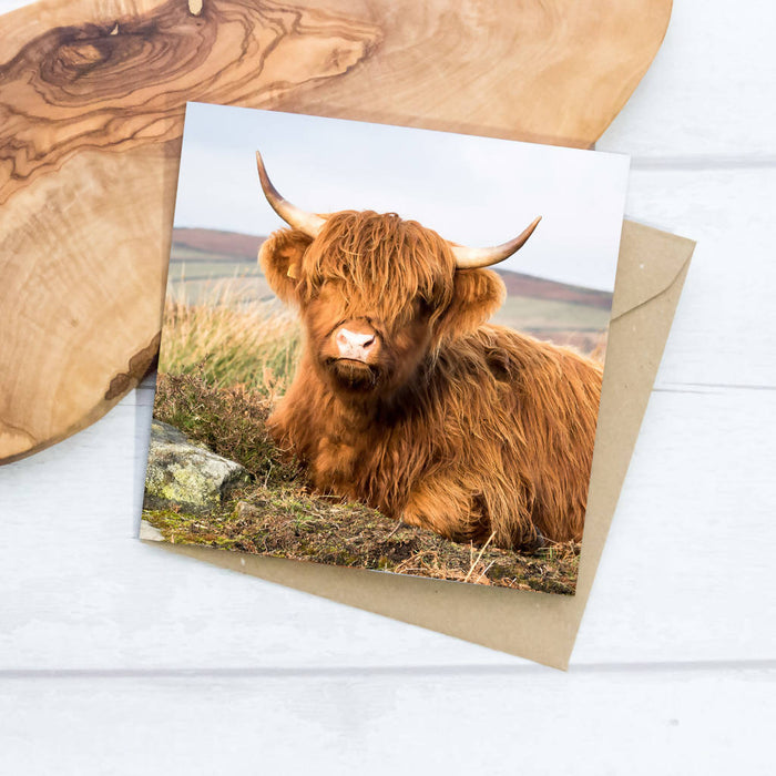Young Highland Cow Greeting Card
