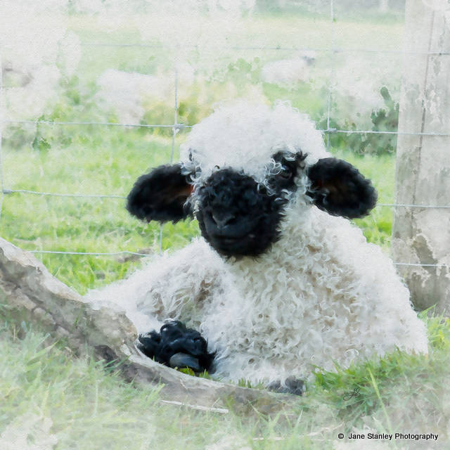 Valais Blacknose Lamb Cushion