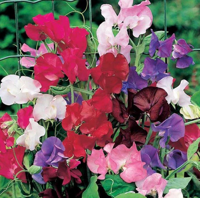 Suttons Sweet Pea Seeds