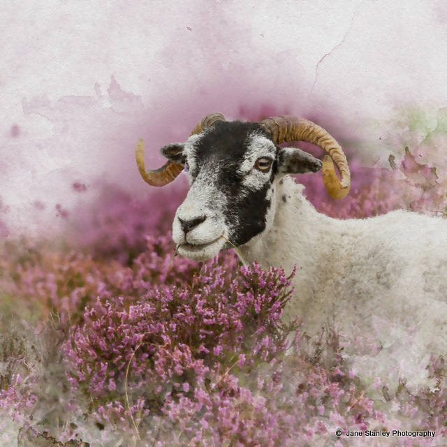 Swaledale Sheep in the Heather Cushion