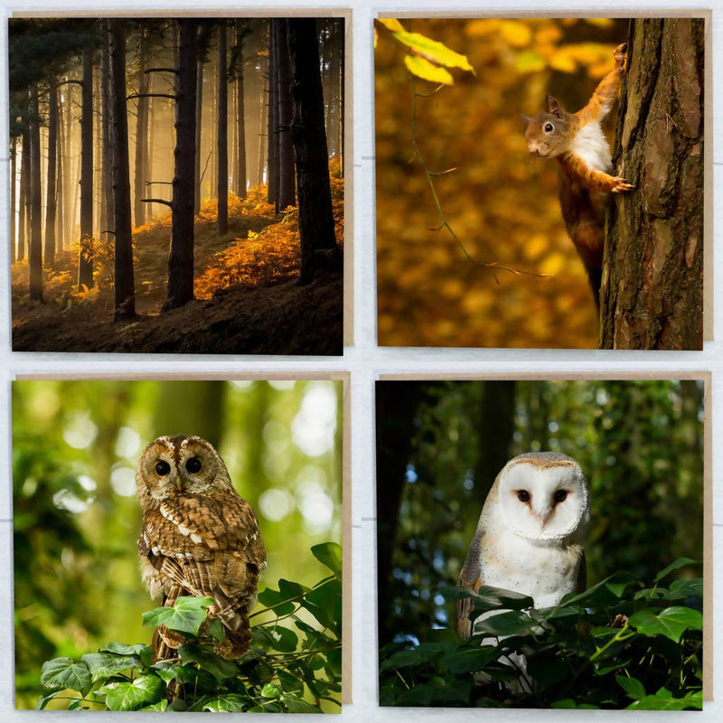 Woodland Collection Greeting Cards Pack