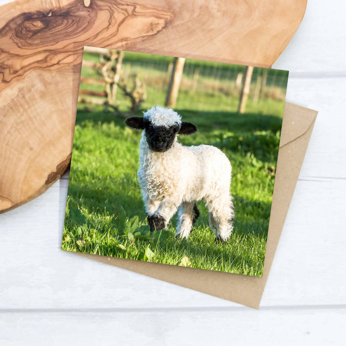 Valais Blacknose Lamb Greeting Card