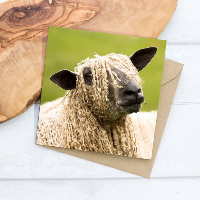 Wensleydale Sheep Greeting Card