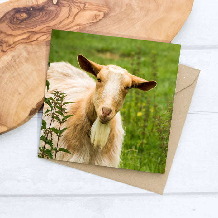 Golden Guernsey Goat Greeting Card