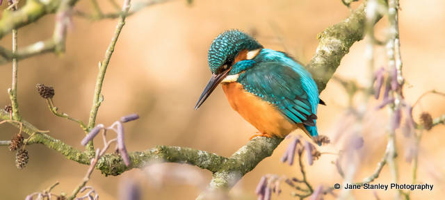 Kingfisher and Catkins Mug