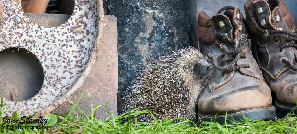 Hedgehog and Old Boots Mug